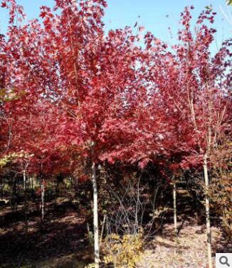 美國(guó)紅楓 綠化行道樹小區(qū) 紅點(diǎn) 秋火焰 自家苗圃