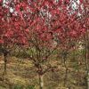 紅葉碧桃 菊花碧桃 龍柱綠化行道樹苗小區公園