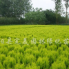 灑金柏