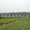 鋪地柏