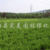 龍柏