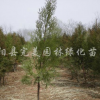 側柏