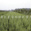 北京檜柏