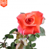 批發(fā) 豐花月季 大花月季杯 豐華月季規(guī)格齊全 品種月季 量大價(jià)優(yōu)