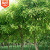 國槐樹苗 速生綠化工程國槐苗 規(guī)格全 國槐樹園林造景樹