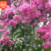 綠化 百日紅火球 紅花 紫薇 紫薇花樹 庭院別墅美化 根系壯