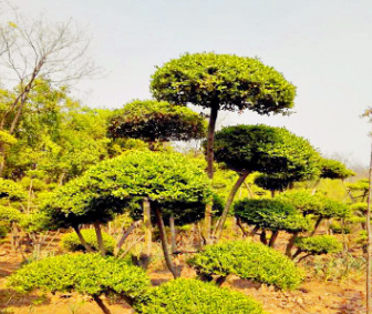 基地直銷 小葉女貞造型樹 各種造型樹 大量批發高檔園林綠化苗木