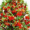 基地批發火棘小苗 火棘綠化苗 火棘苗 滿樹紅果小苗 綠化觀賞植物