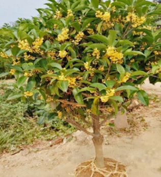 基地供應桂花樹 金桂樹丹桂四季桂花 八月桂花 綠化工程耐寒桂花