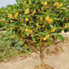 基地供應桂花樹 金桂樹丹桂四季桂花 八月桂花 綠化工程耐寒桂花