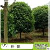 批發桂花樹苗 常綠喬木桂花樹 丹桂 桂花苗批發