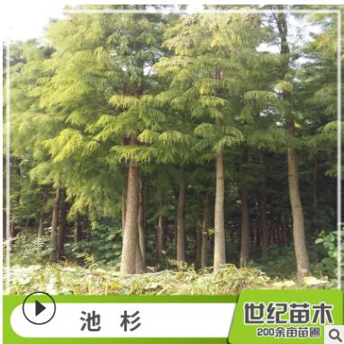 池杉水杉苗批發 工程綠化苗木 池杉樹苗 直銷行道樹 池杉
