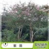 批發紫薇樹苗 美國紫薇 紫薇苗庭院綠化植物