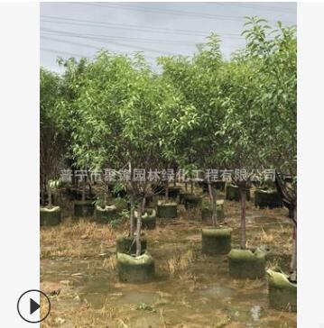 揭陽(yáng)桃樹產(chǎn)地，中山桃樹基地