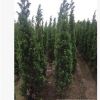 廣東龍柏2米高袋苗。揭陽基地直銷