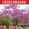 綠化苗木 滿條紅花苗 批發紫荊小苗 紫荊樹苗 紫荊花苗