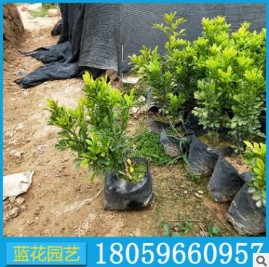 米蘭盆栽 規格齊全 福建基地批發