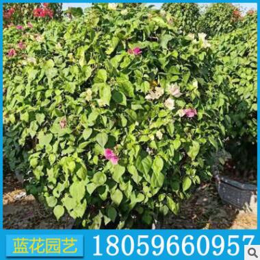 三角梅多花球1300元 三角梅球批發 基地直銷