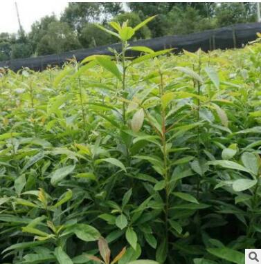 木荷苗荷木種苗基地直供 常綠喬木苗圃直供園林批發