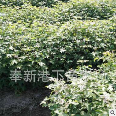 專業供應苗木批發綠化園林苗木 花卉 基地批發園林綠化楓樹苗