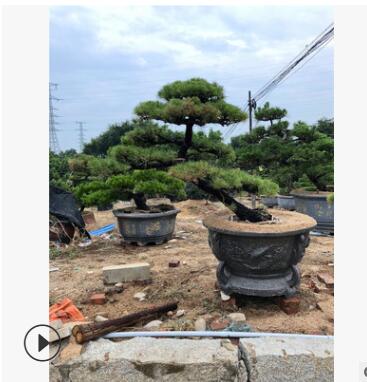 精品造型日本大阪松 五針松 羅漢松 黑松 城市園林綠色景觀