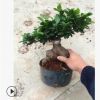 室內盆栽花卉中小型 批發 零售 小葉榕 地瓜榕 榕樹樁盆景