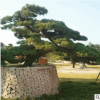 苗圃種植 行道觀賞松樹 造型白芽松 綠化苗木 易成活 質(zhì)優(yōu)價(jià)優(yōu)