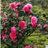 供應(yīng)精品茶梅球 多種規(guī)格茶梅球批發(fā)供應(yīng)價(jià)格優(yōu)