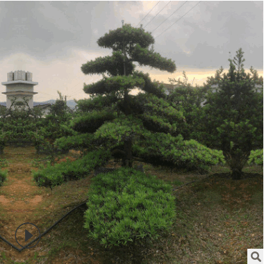 現挖現賣精品造型樹 10公分造型羅漢松 自家苗圃貨源足羅漢松價優