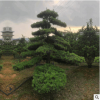 現挖現賣精品造型樹 10公分造型羅漢松 自家苗圃貨源足羅漢松價優