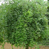 【大毅苗圃】供應各種工程苗木 花卉 基地直銷 優質 國槐