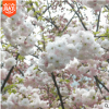【大毅苗木】供應(yīng)櫻花樹(shù)小苗 小區(qū)綠化苗木 工程綠化苗木
