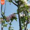 供應(yīng)貼梗海棠小苗 鐵梗海棠 苗 規(guī)格齊全 量大優(yōu)惠