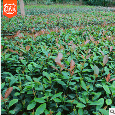 【大毅苗木】本苗圃大量供應紅葉石楠工程苗