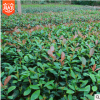 【大毅苗木】本苗圃大量供應(yīng)紅葉石楠工程苗