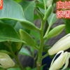 綠植白蘭花苗十里香味獨(dú)特白蘭花盆栽花卉綠植白玉蘭花樹苗