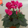 批發(fā)仙客來(lái)花卉盆栽 年宵花卉仙客來(lái)花苗 四季開花