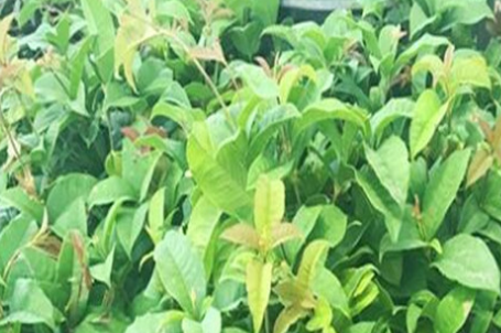 批發四季嫁接桂花樹苗花卉盆栽植物庭院室內觀帶花四季桂金桂丹桂