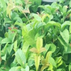 批發四季嫁接桂花樹苗花卉盆栽植物庭院室內觀帶花四季桂金桂丹桂