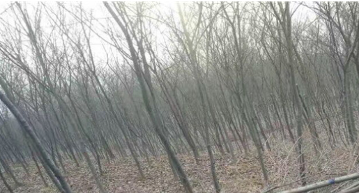 批發櫸樹小樹苗 櫸樹小苗 紅櫸樹樹苗 大葉櫸樹苗 沙榔樹 血櫸苗