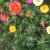 各色太陽(yáng)花種子 重瓣 紅色太陽(yáng)花種子 耐熱耐旱不擇土壤 新手推薦