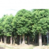 苗木截桿移栽香樟，骨架移植香樟