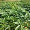 批發(fā)園林植物綠化樹瓜栗發(fā)財樹