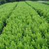 批發(fā)園林植物綠化樹金花風鈴樹苗