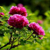 .宿根混色重瓣太陽花苗植物松葉牡丹死不了半枝蓮花苗帶根四季盆栽