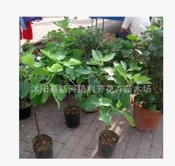 無花果樹苗批發盆栽地栽青皮紫果當年結果包成活果樹苗