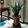 矮種清香型 蘭花苗【香妃】四季蘭 建蘭 花盆栽室內花卉綠植好養(yǎng)