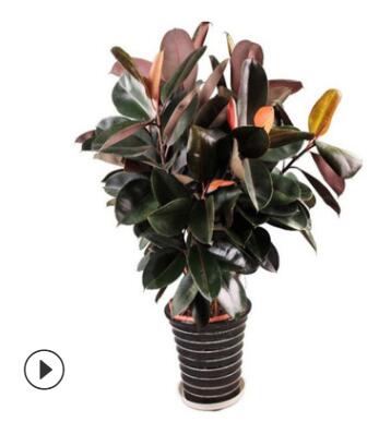 黑金剛 橡皮樹 琴葉榕綠植盆栽 植物室內(nèi)客廳四季常青植物吸甲醛