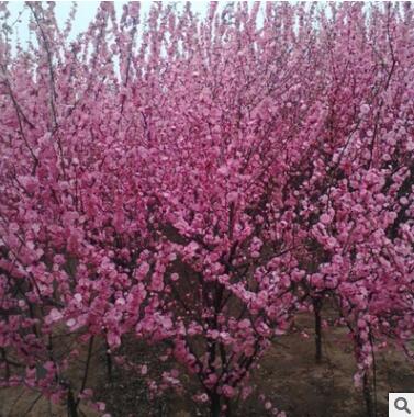 批發(fā)榆葉梅樹苗綠化苗木庭院盆栽花卉精品盆景嫁接榆葉梅