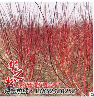 批發(fā)紅瑞木綠化苗 觀賞價(jià)值高 庭院工程 耐寒植物 園林綠化植物